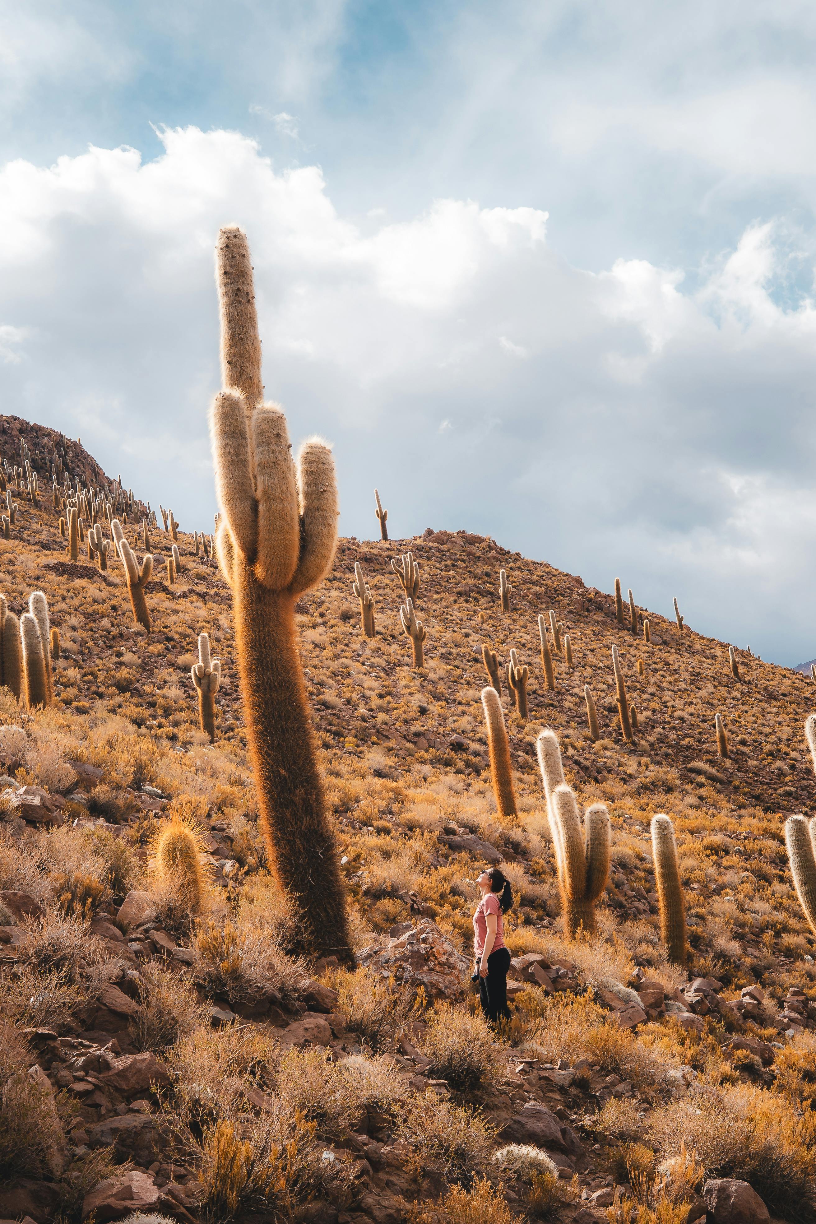 Cactus