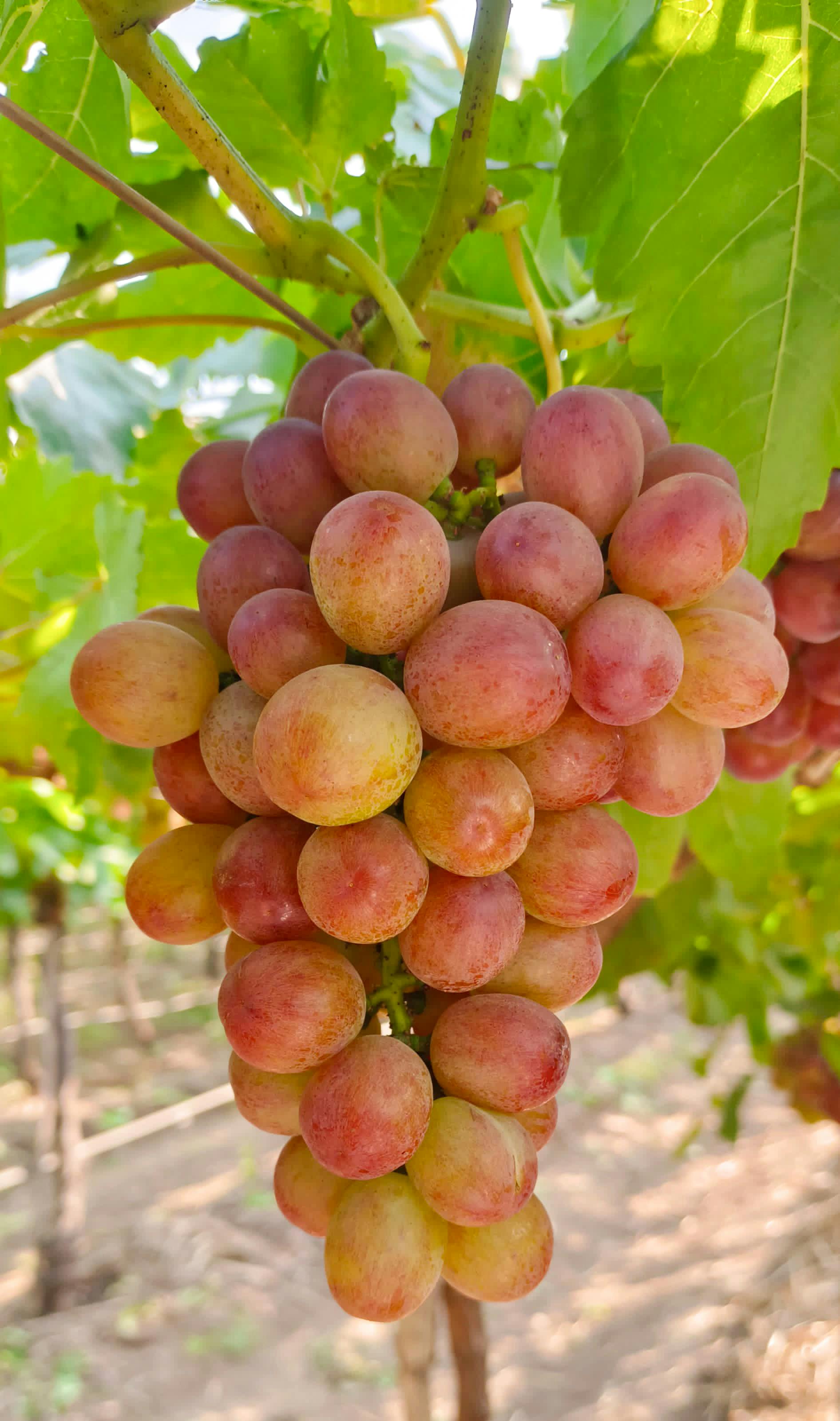 Grapes