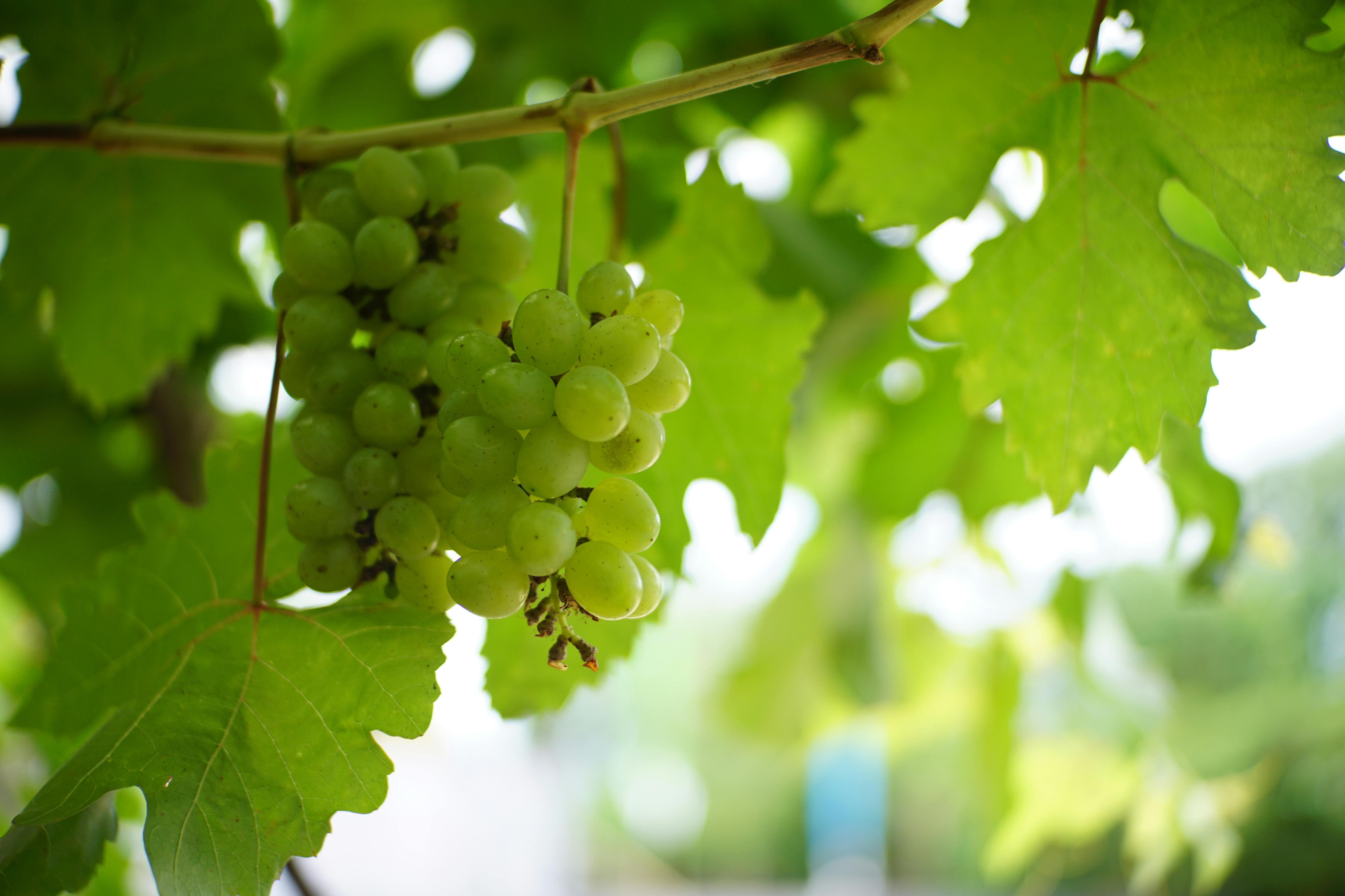 Vineyard